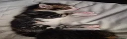 Mixed Breed cats for sale: Norwegian Forest Cat X Kittens  - Advert 9