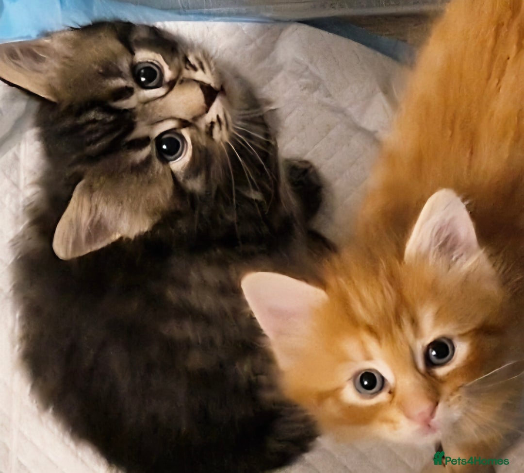 Domestic Shorthair cats for sale: 6 Adorable DSH kittens! Ginger & tabby babies ❤️  - Image 7