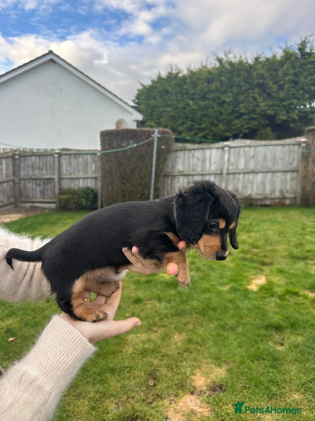 Miniature Dachshund dogs for sale: KC reg Long haired miniature dachshund puppies - Advert 19