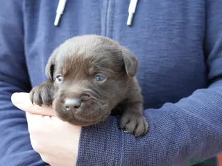 Labrador Retriever dogs Chocolate Labrador puppies Kc reg health tested - Advert 11