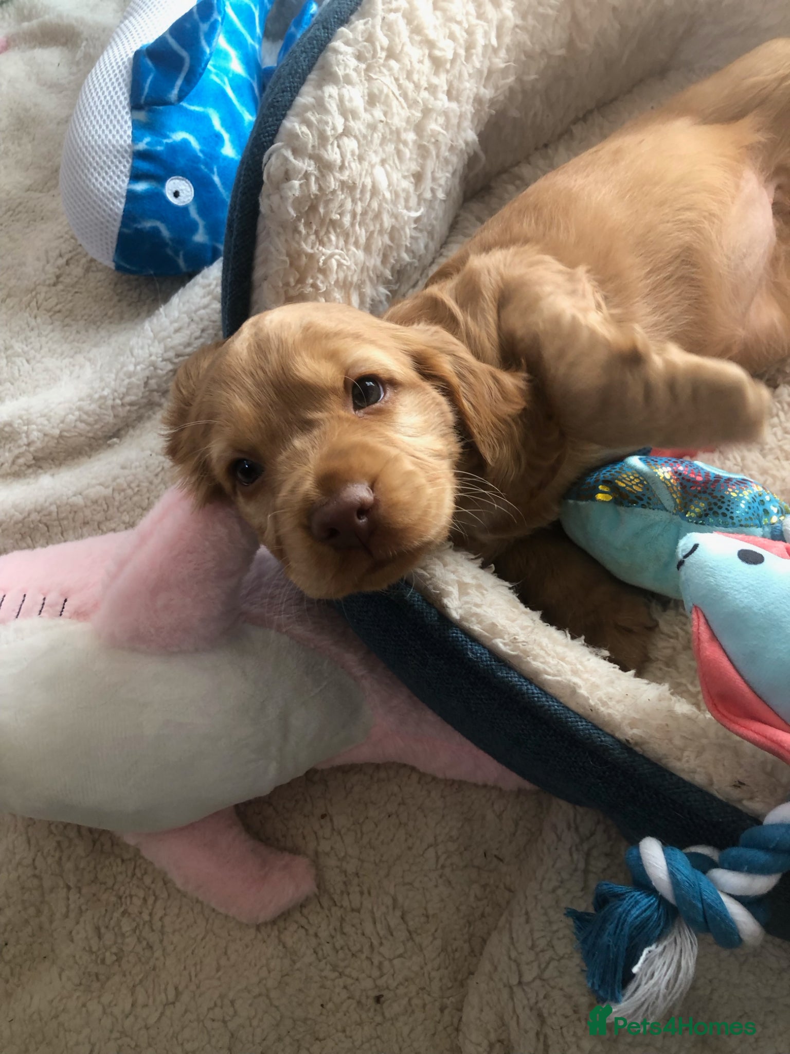 Cocker Spaniel dogs Amazing chunky  beautiful puppies KC reg  - Advert 17
