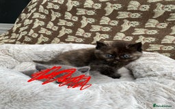 British Shorthair cats for sale: British Shorthair x Ragdoll kittens  - Image 6