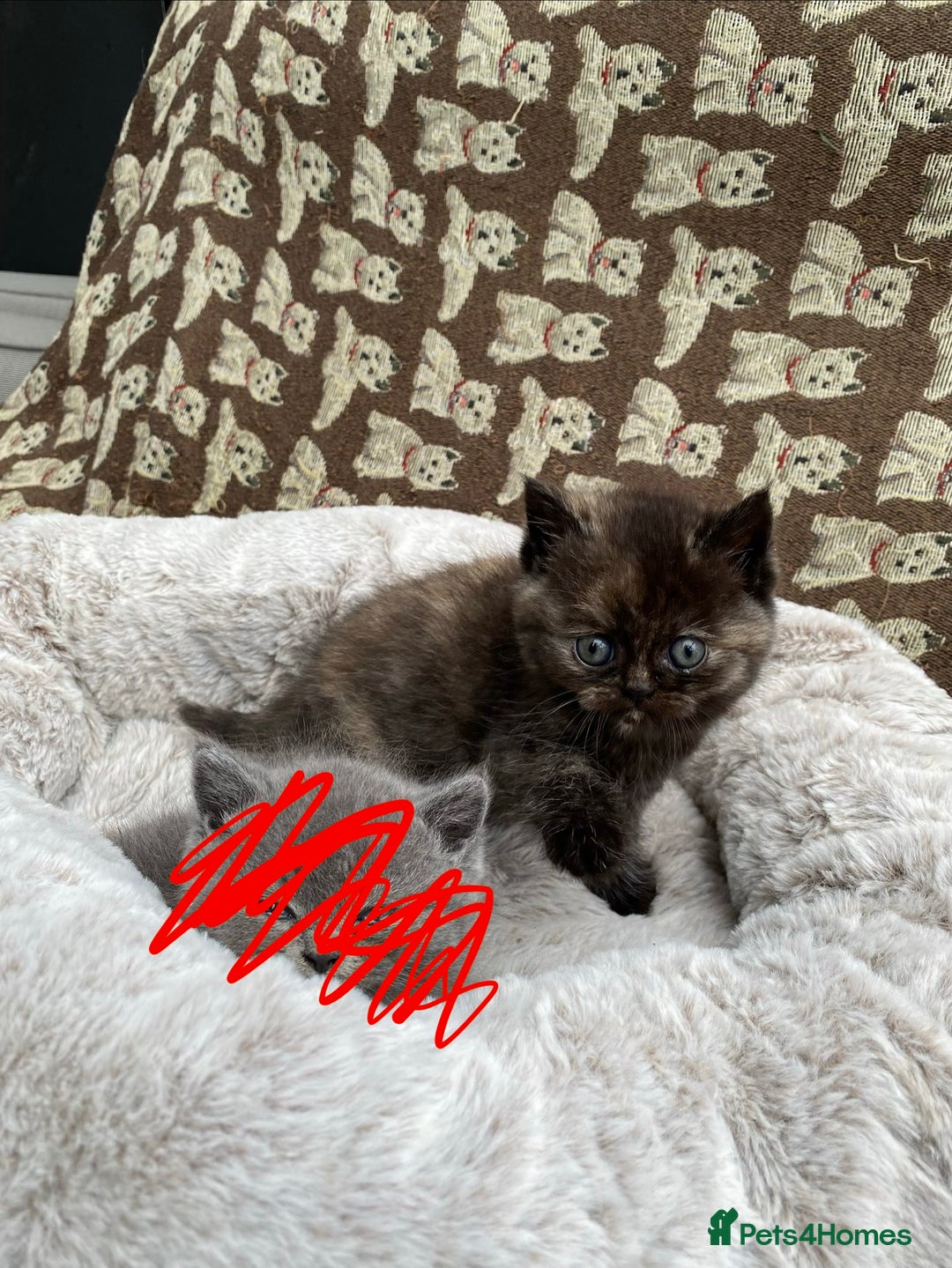 British Shorthair cats for sale: British Shorthair x Ragdoll kittens  - Image 6