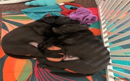 Labrador Retriever dogs for sale: KC registered black lab - 1 boy left!  - Image 3