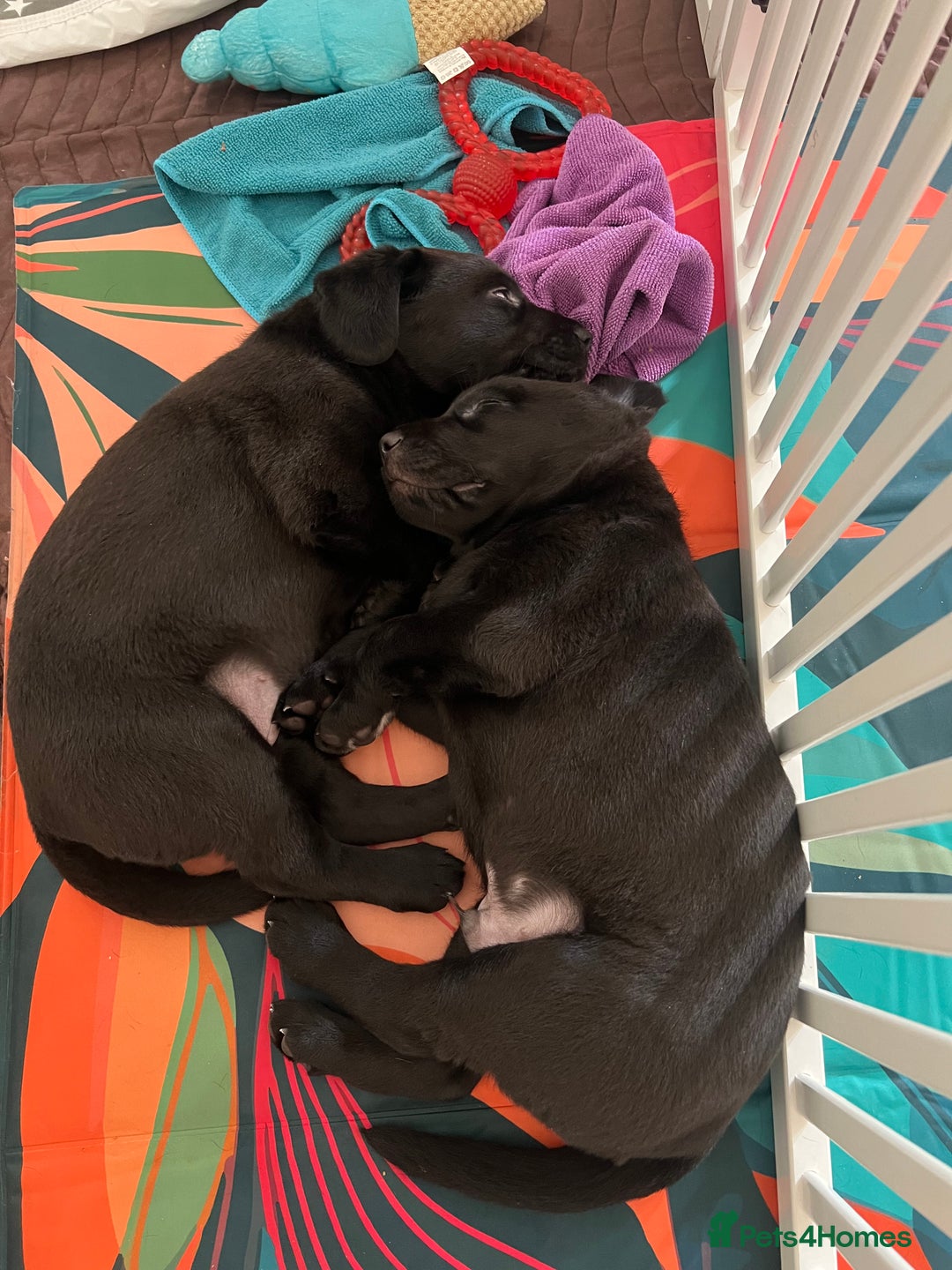 Labrador Retriever dogs for sale: KC registered black lab - 1 boy left!  - Image 3