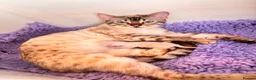 Bengal cats for sale: GORGEOUS BENGAL GIRL KITTENS  - Advert 1