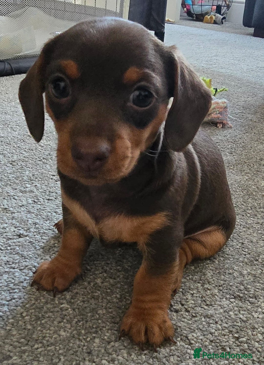 Miniature Dachshund dogs for sale: Miniature Daschunds  - Image 13