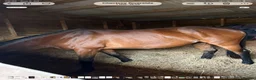 Other Breed horses for sale: Dark bay mare - Advert 5