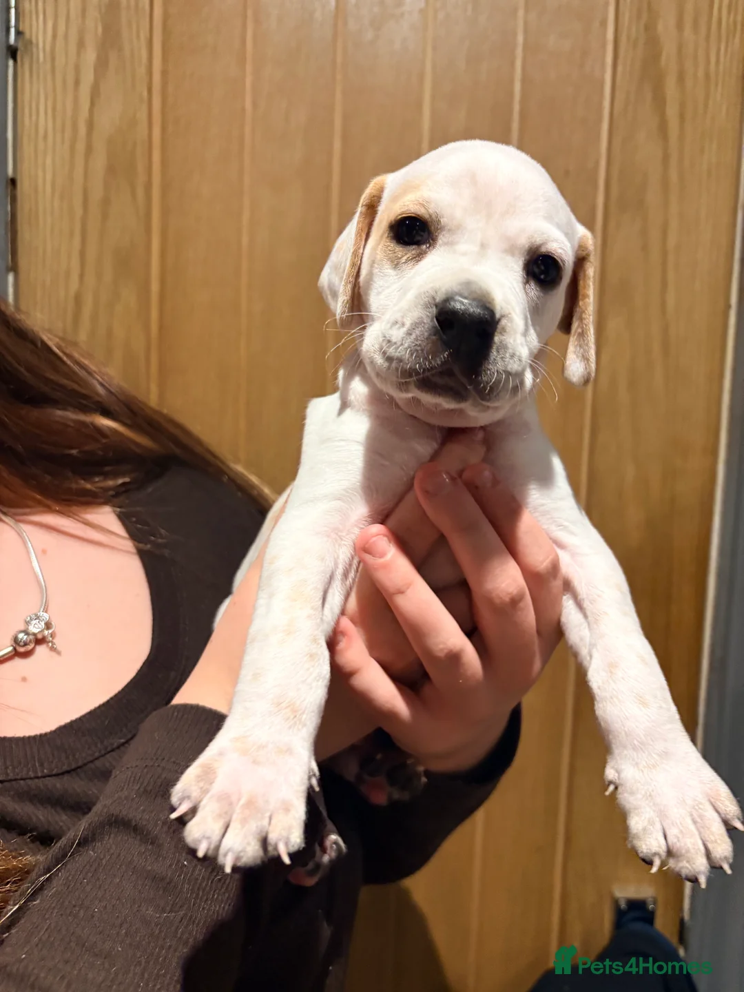 Pointer dogs for sale: Last gorgeous puppy looking for a loving home  - Advert 34