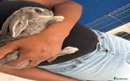 English Lop rabbits for sale: 2 baby bunnies  - Image 5