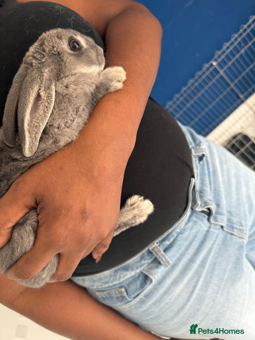 English Lop rabbits for sale: 2 baby bunnies  - Image 5