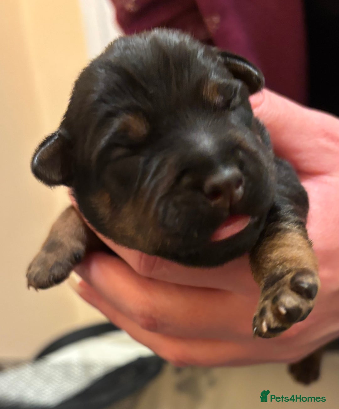 Mixed Breed dogs for sale: Beautiful patter dale x Lakeland terrier  - Image 21