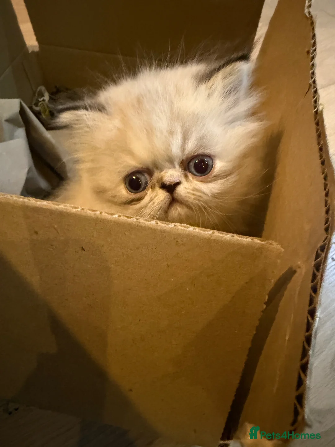 Persian cats for sale: Pure Persian female in Widnes - Advert 6