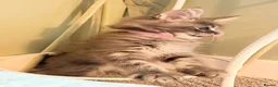 Maine Coon cats for sale: TICA girl READY NOW  - Advert 21