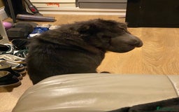 Shar Pei dogs for adoption: Lovely Sharpei bear coat looking for forever home - Image 3