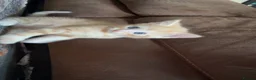 Mixed Breed cats for sale: Little of three kittens  - Advert 14