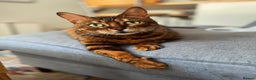 Bengal cats for sale: Lovely Bengal Cat for indoor home.  - Advert 2