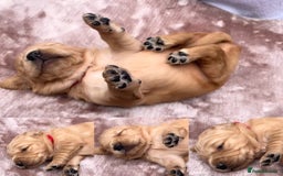 Golden Retriever dogs for sale: OUTSTANDING PEDIGREE GOLDEN RETRIVER PUPPIES KC - Image 31