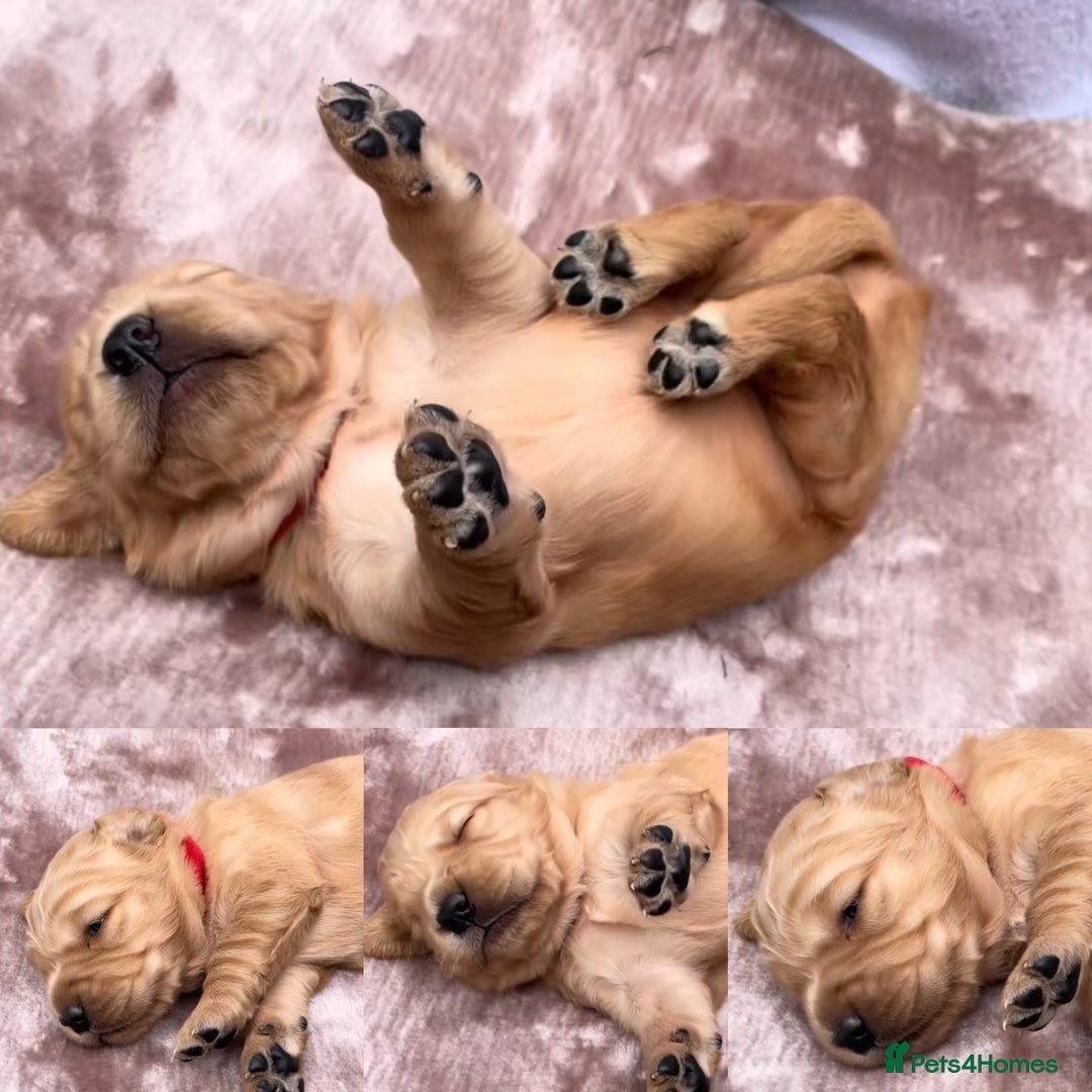 Golden Retriever dogs for sale: OUTSTANDING PEDIGREE GOLDEN RETRIVER PUPPIES KC - Image 31