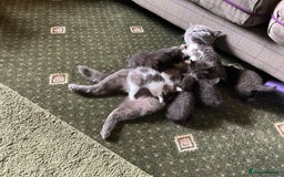 British Shorthair cats for sale: British blue short hair x ragdoll kittens - Image 18