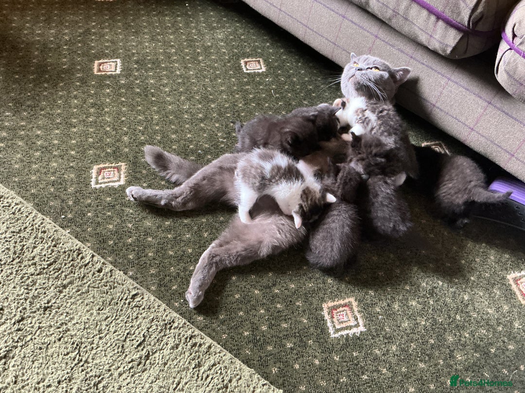 British Shorthair cats for sale: British blue short hair x ragdoll kittens - Image 18