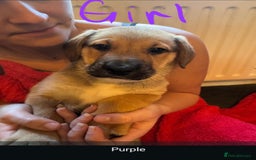 Mixed Breed dogs for sale: Available now! Mastiff / German Shephard puppies  - Advert 14
