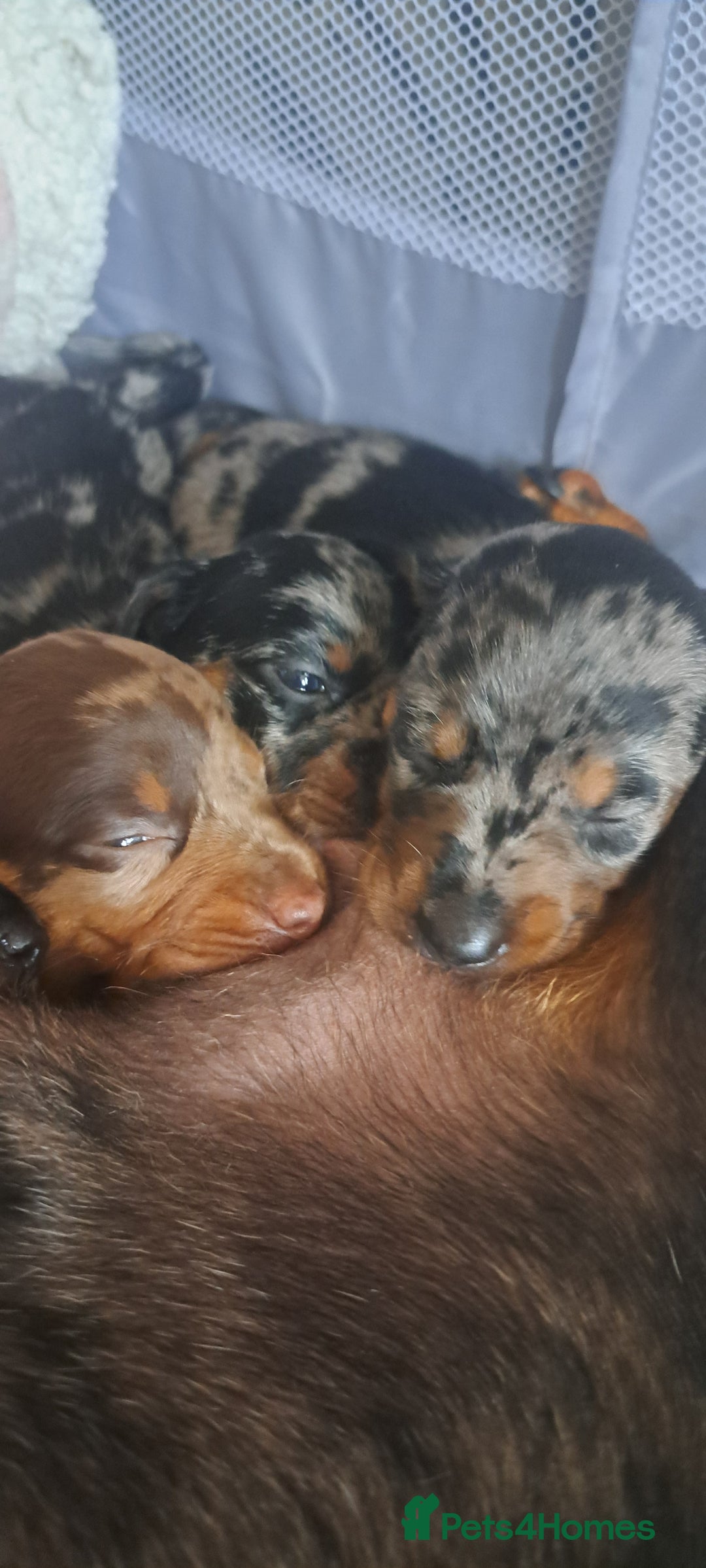 Dachshund dogs for sale: STUNNINGLY,  GORGEOUS DACHSHUND PUPPIES 🐶 😍  - Image 15