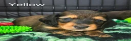 Miniature Dachshund dogs for sale: KC Registered Miniature Dachshund Puppies - Advert 28