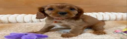 Cavalier King Charles Spaniel dogs for sale: KC Registered and DNA Tested Clear  - Advert 7