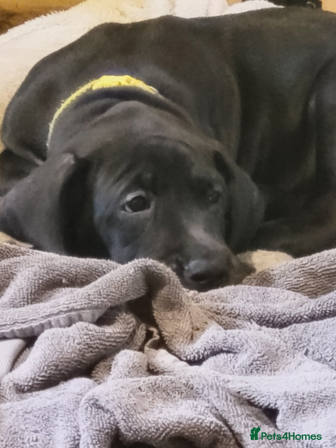 Great Dane dogs for sale: Only 2 beautiful Great Dane girls left. Ready now - Advert 32