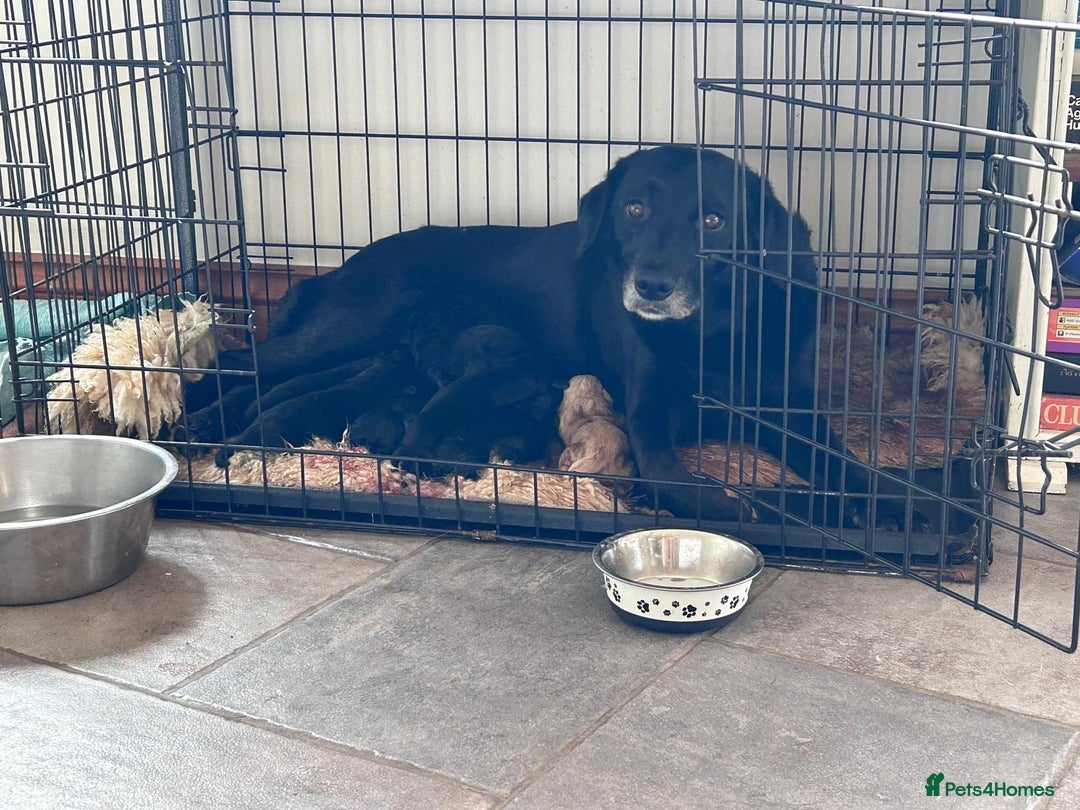 Mixed Breed dogs for sale: Gorgeous Lab x Collie puppies - Image 12