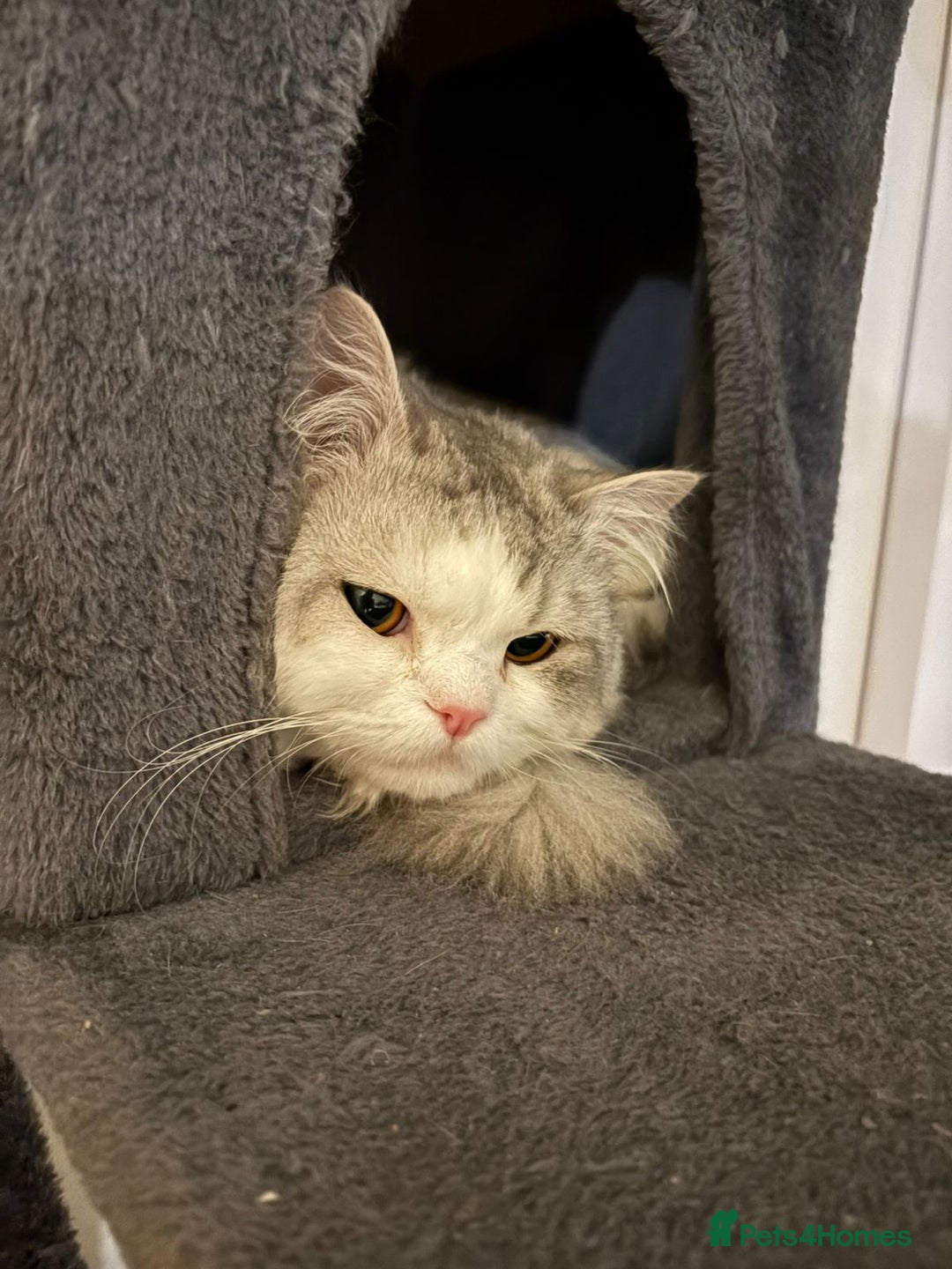 Mixed Breed cats for adoption: SKY MIX PERSIAN AMAZING LOOKING & FRIENDLY NEUTER - Advert 12