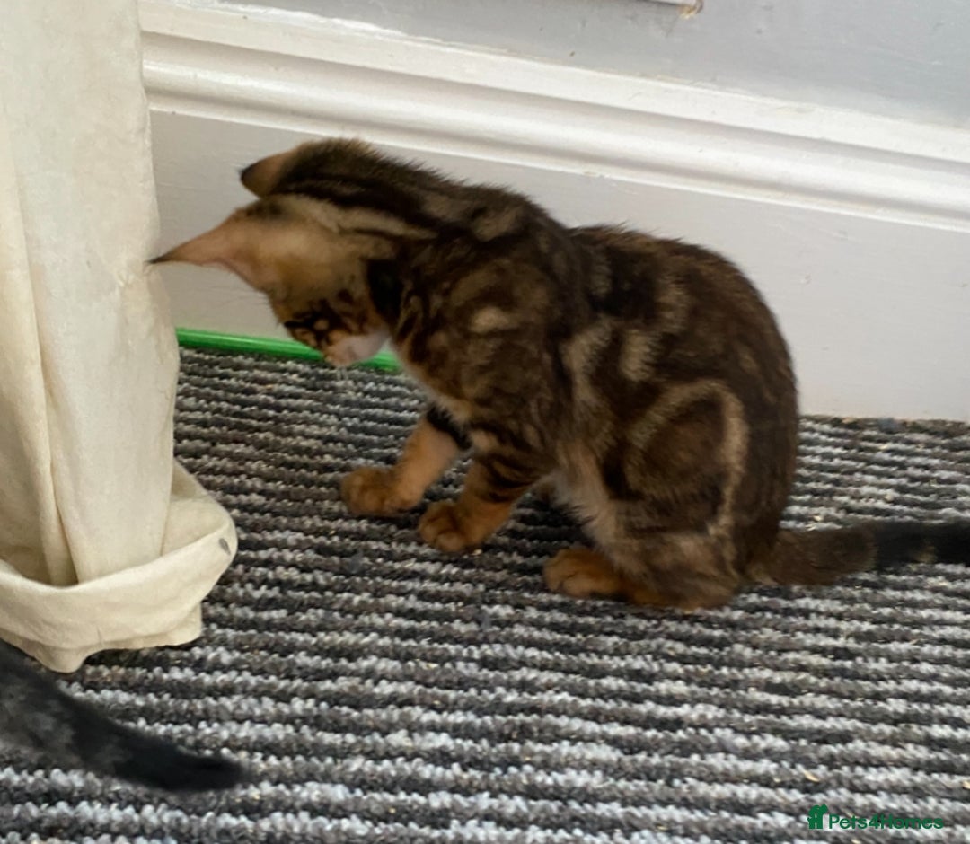 Chausie cats for sale: Savannah x Chausies - Image 16
