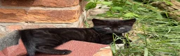 Mixed Breed cats for sale: 3 kittens for sale  - Advert 2