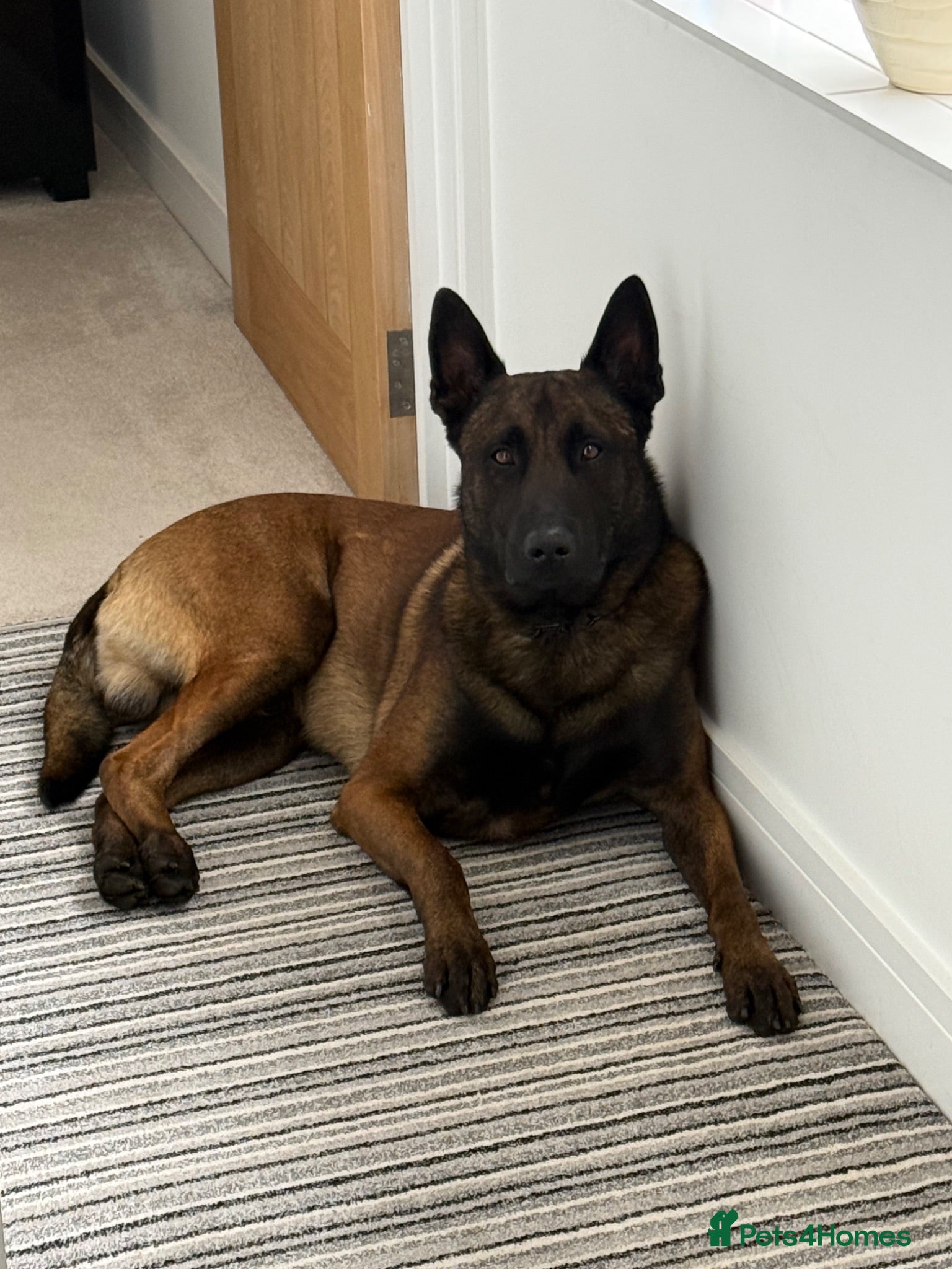 Belgian Shepherd Dog dogs DARK KC REG BELGIAN MALINOIS PUPPIES - Advert 2