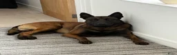 Belgian Shepherd Dog dogs for sale: DARK KC REG BELGIAN MALINOIS PUPPIES - Advert 4
