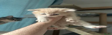 Ragcoon 2 blonde (no name)