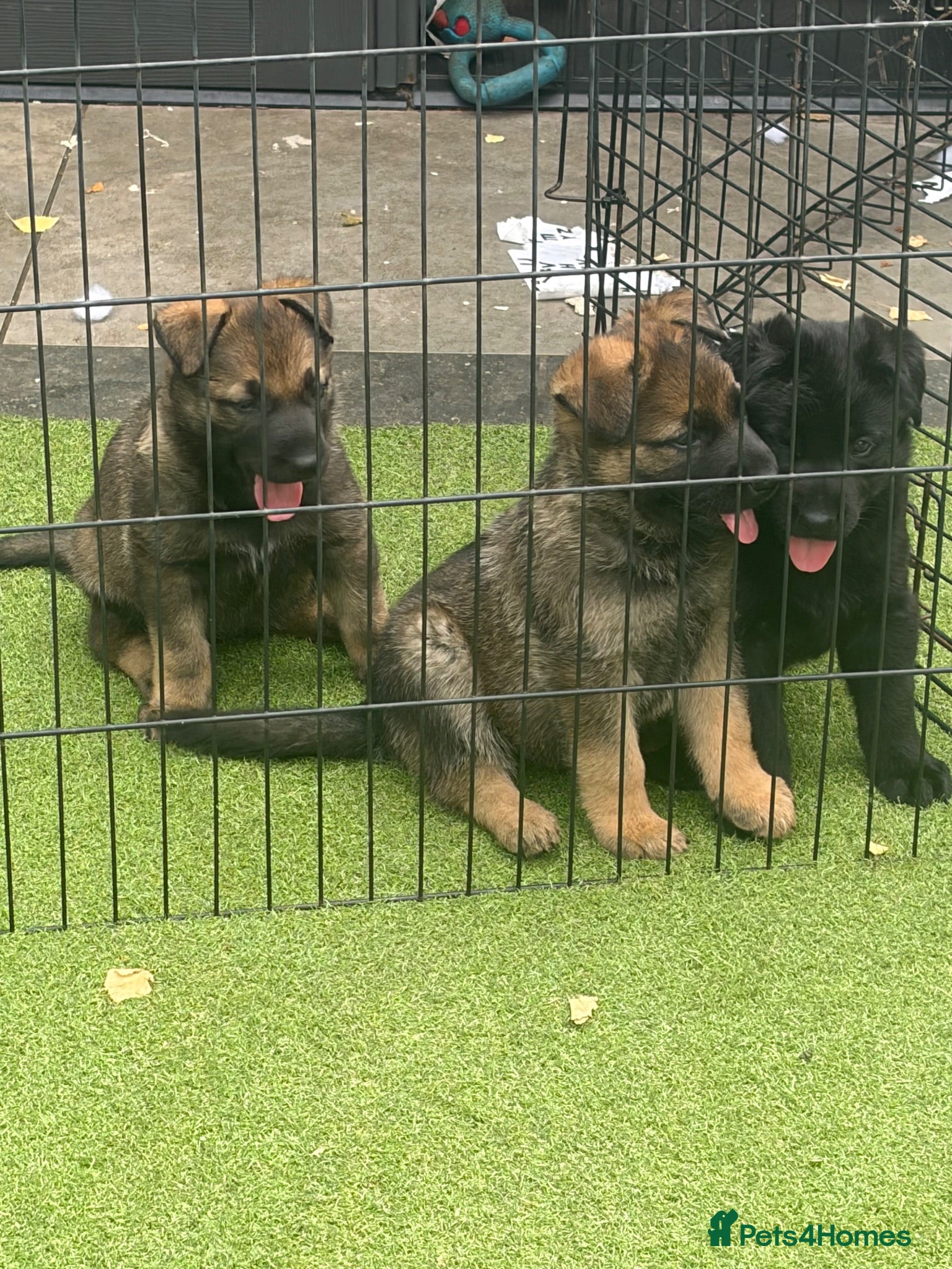 German Shepherd dogs German shepherd puppies rare all black - Advert 1