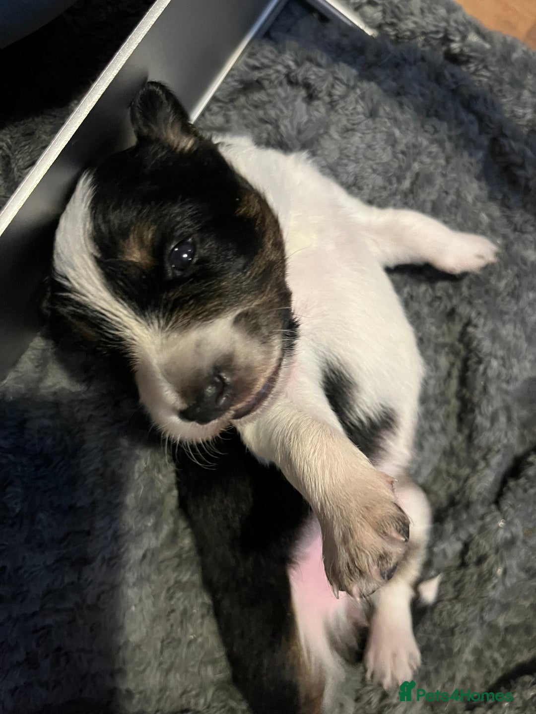 Border Collie dogs for sale: Border collie puppies  - Image 3