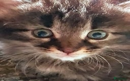 Norwegian Forest Cat cats for sale: 4 11 week old kittens  - Image 10