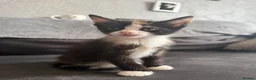 Domestic Shorthair cats for sale: 4 Adorable Domestic Shorthair Kittens - Advert 3