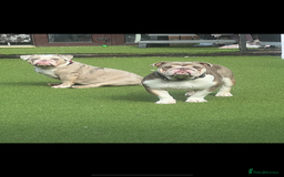 English Bulldog dogs for sale: British bulldogs one male one female  - Image 5