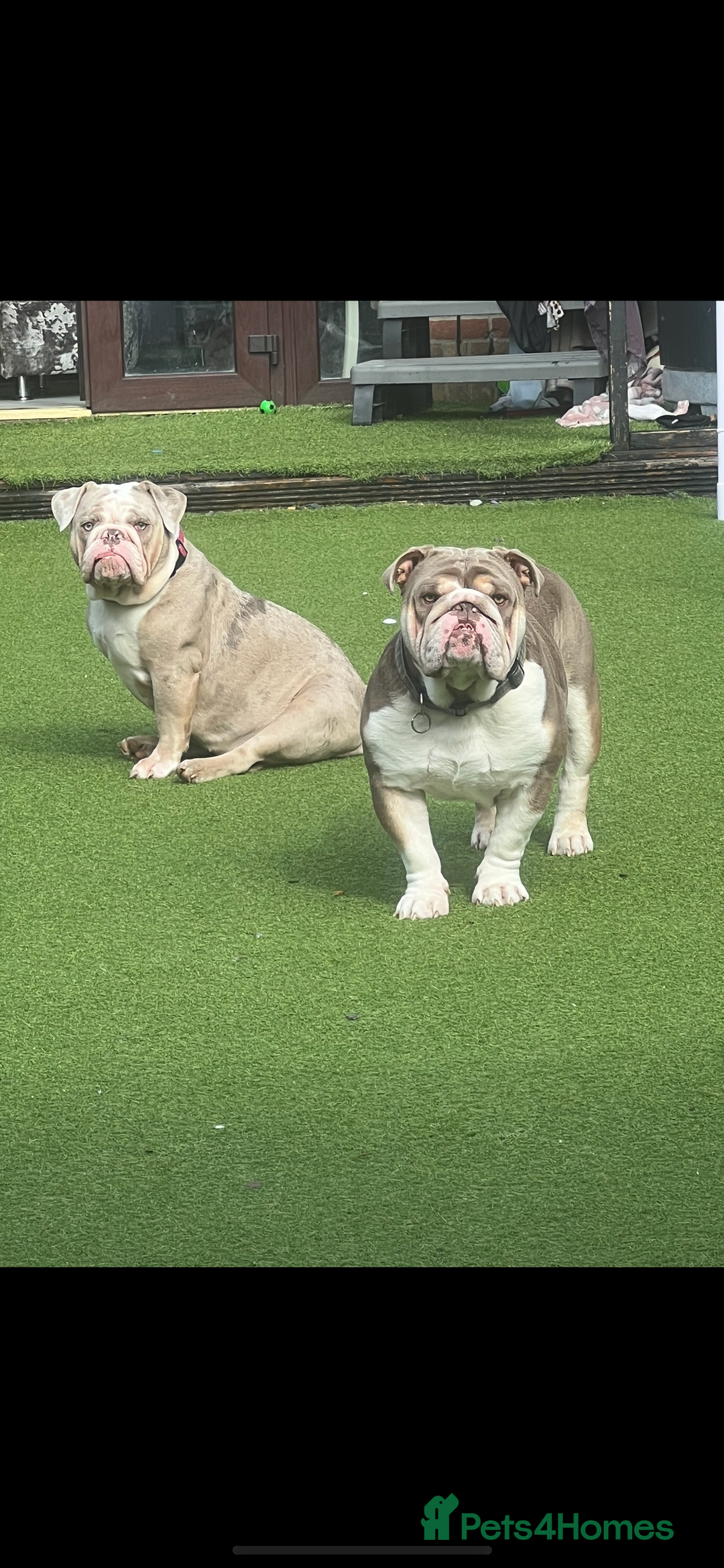 English Bulldog dogs for sale: British bulldogs one male one female  - Image 5