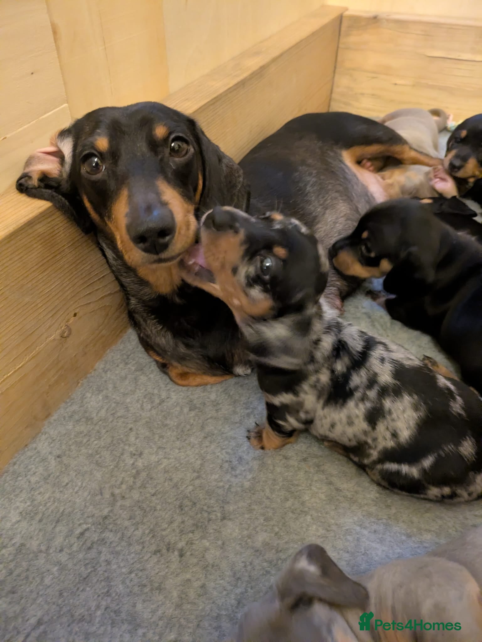 Miniature Dachshund dogs KC Reg Mini Dachshund Puppies –Loving Homes Only!  - Advert 15