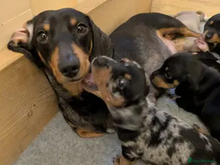 Miniature Dachshund dogs KC Reg Mini Dachshund Puppies –Loving Homes Only! - Advert 15