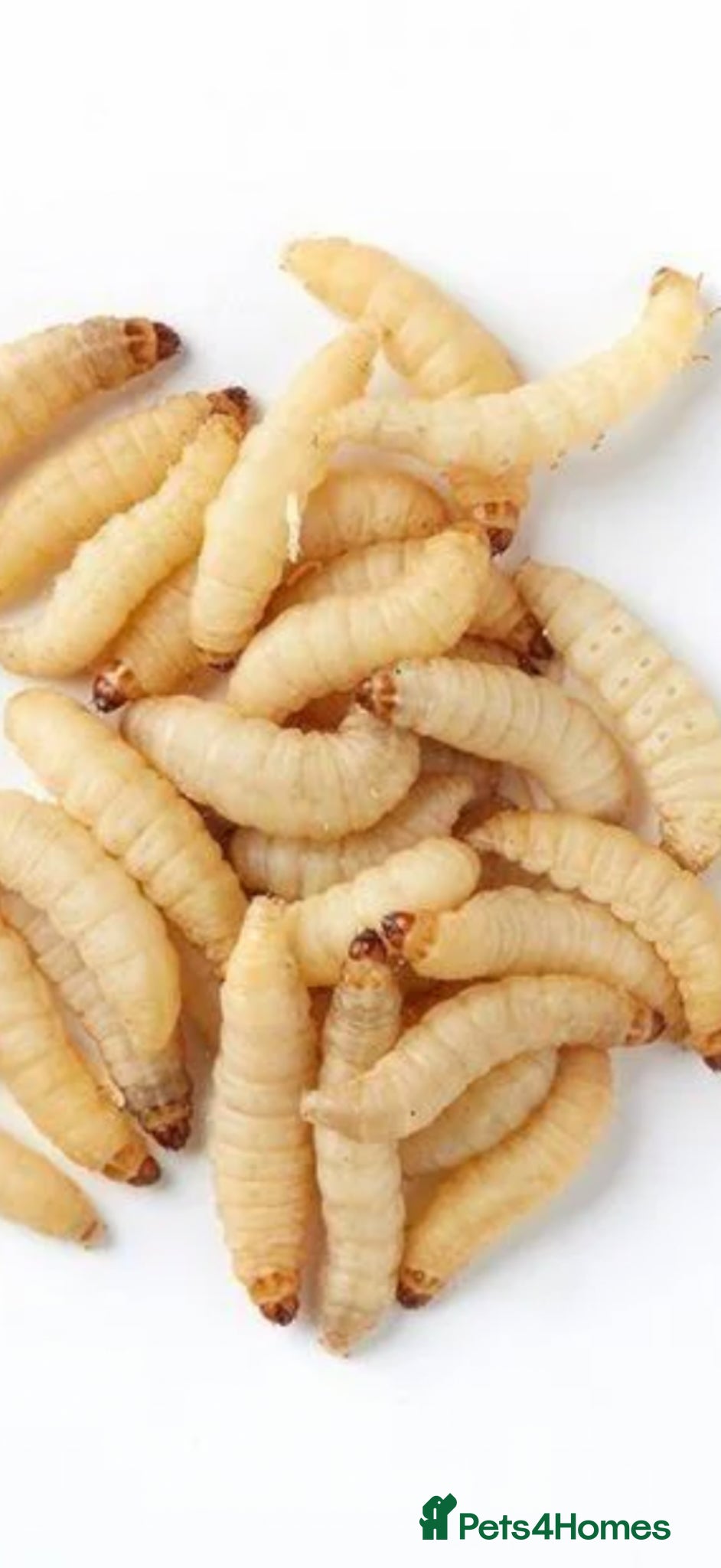 Worms invertebrates Worms - Advert 1