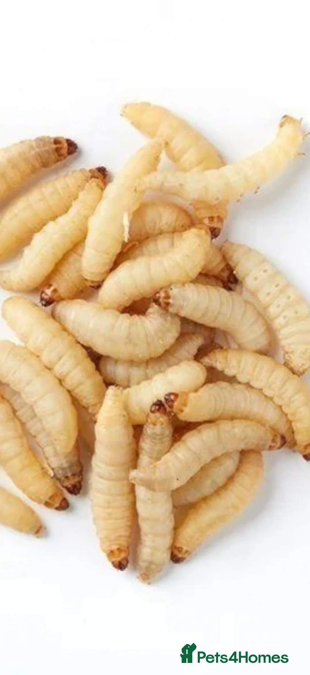 Worms invertebrates for sale: Worms - Advert 1