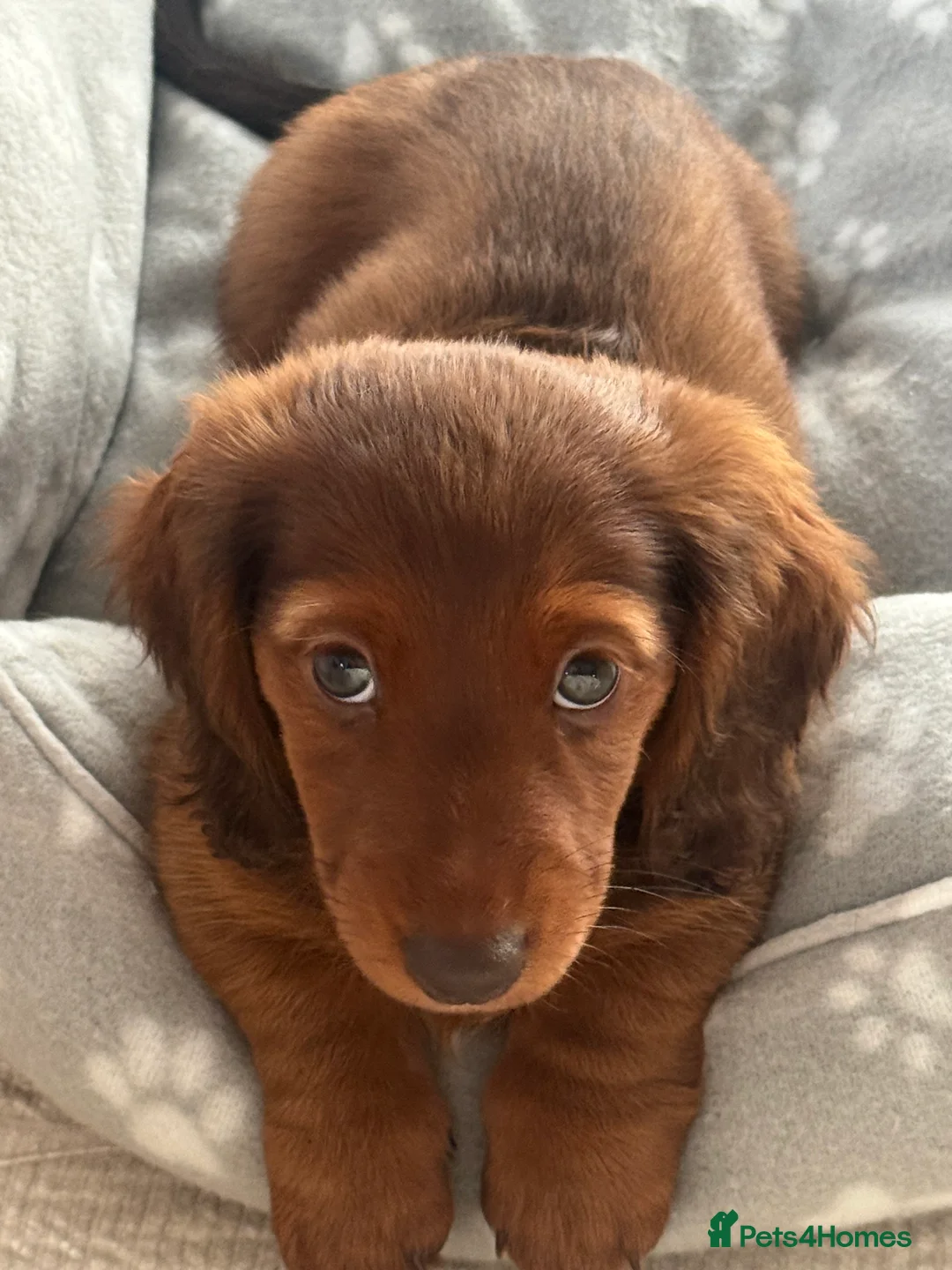 Miniature Dachshund dogs for sale: Long Haired ( Choclate Based ) Mini Dachshunds  - Advert 19