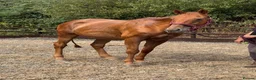 Irish Thoroughbred horses for sale: Ginger - Handsome hunter type gelding  - Advert 3