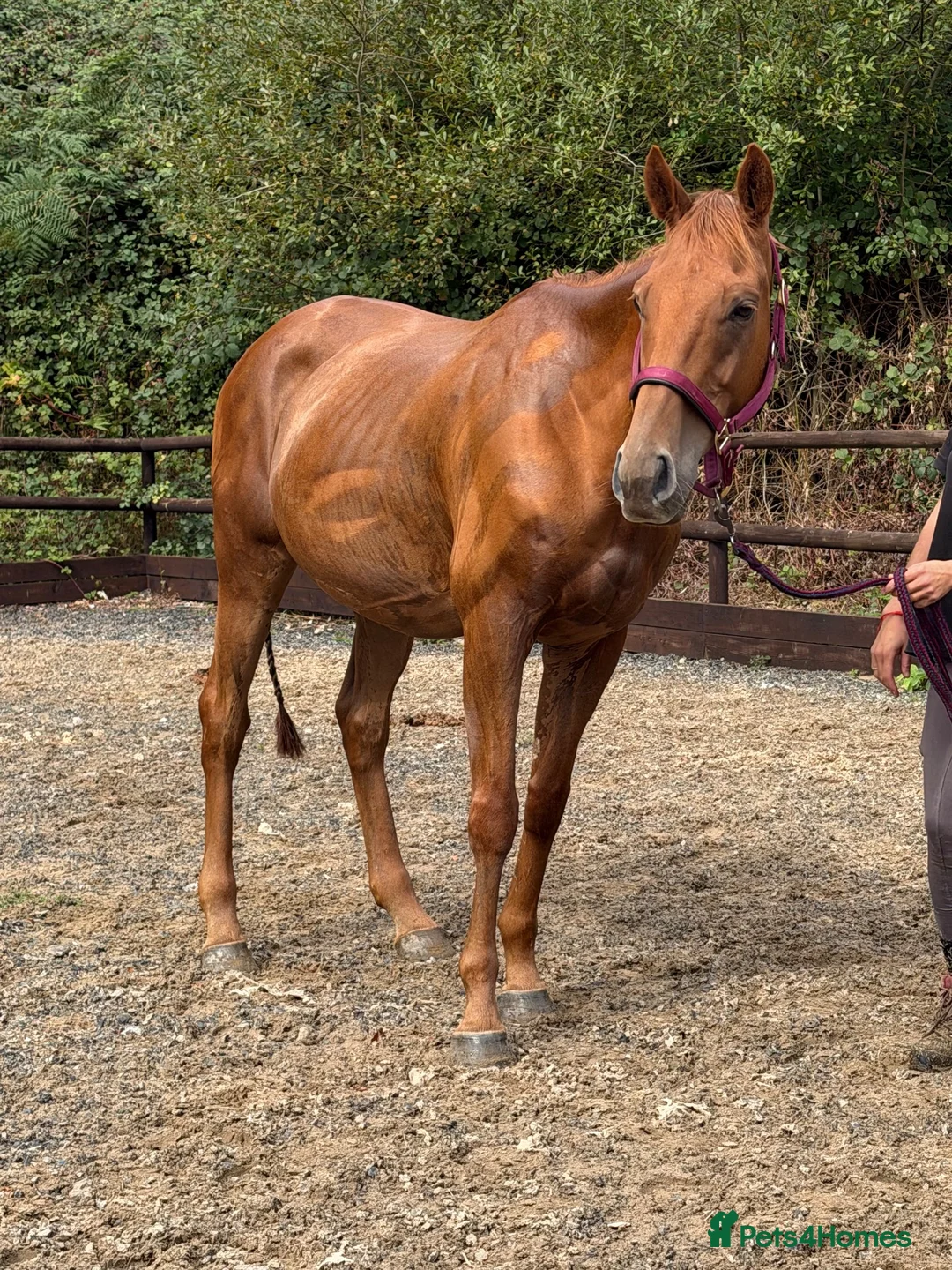 Irish Thoroughbred horses for sale: Ginger - Handsome hunter type gelding  - Advert 3